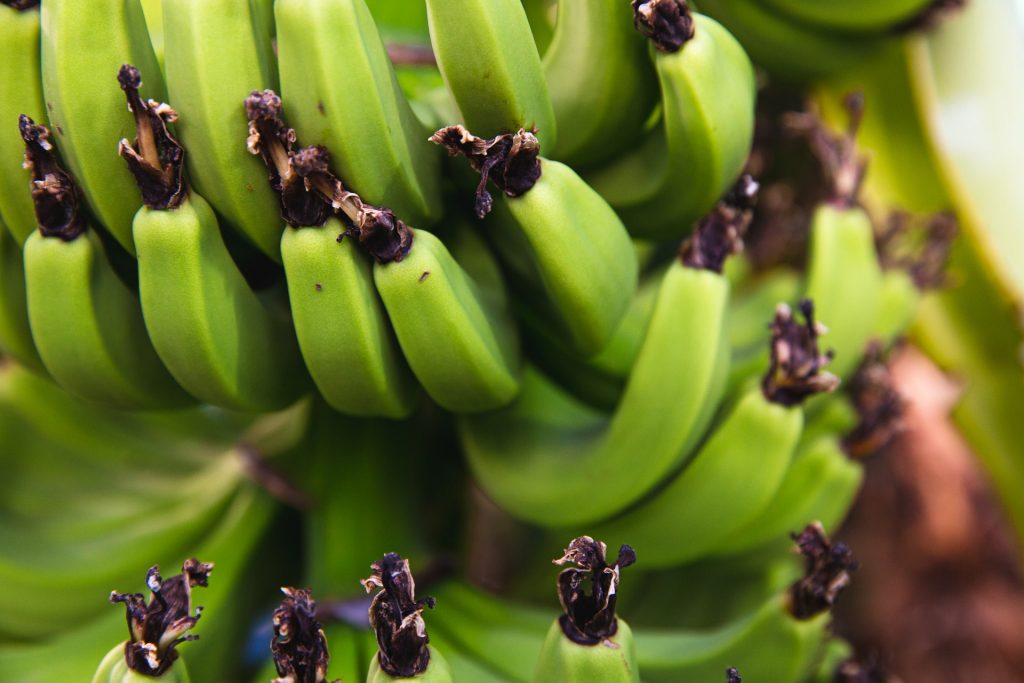 biomassa de banana verde para depressão