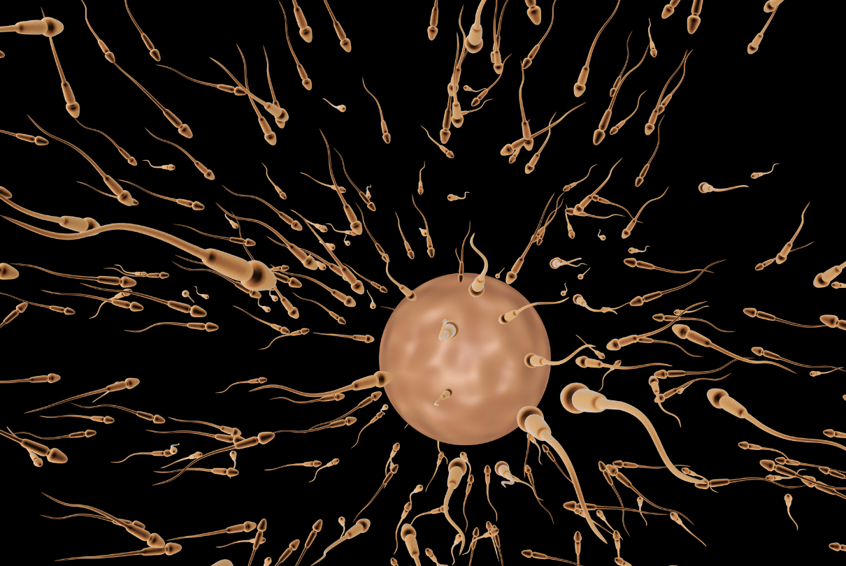 Espermatozoides ao redor do óvulo