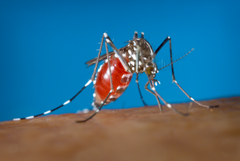 Aedes aegypti dp chikungunya
