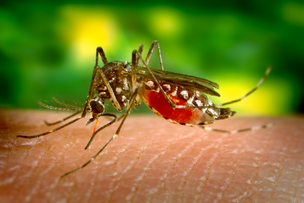 Aedes aegypti da dengue