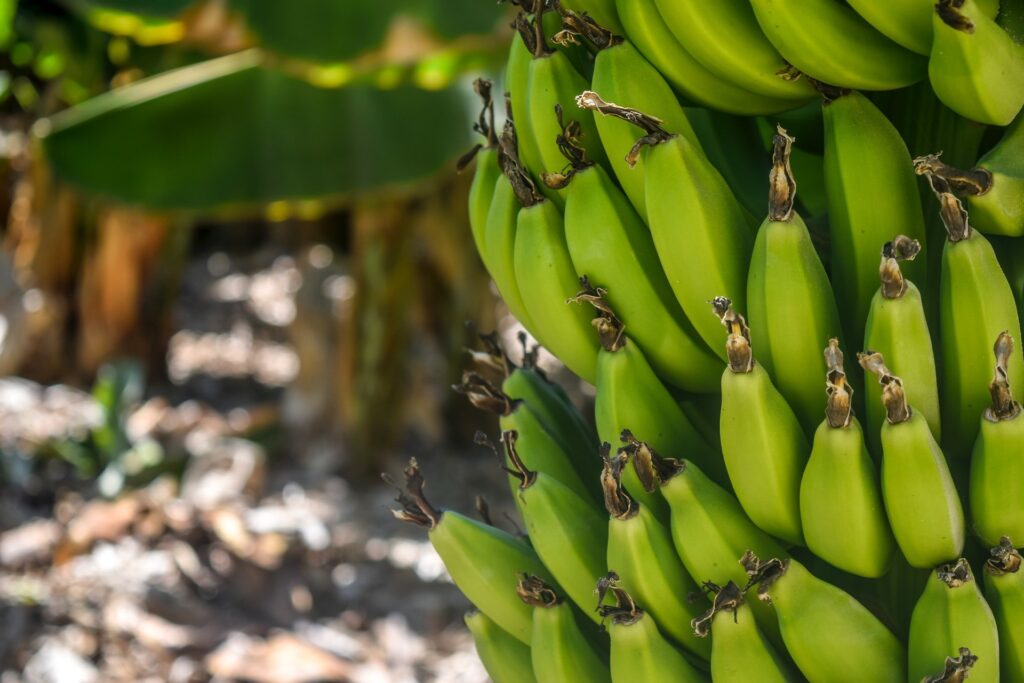 cacho de banana verde