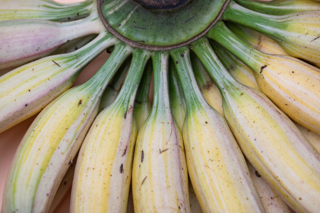 biomassa de banana verde para depressão