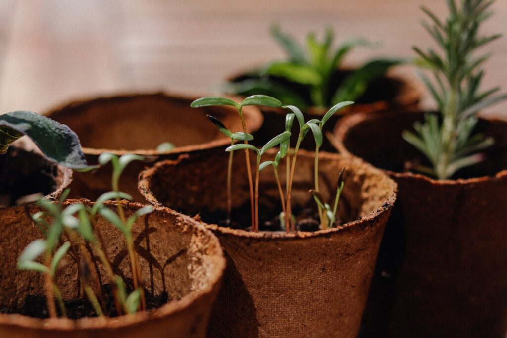 Vasinhos possivelmente de vegetais. Ter uma horta em casa é uma maneira de emagrecer gastando pouco