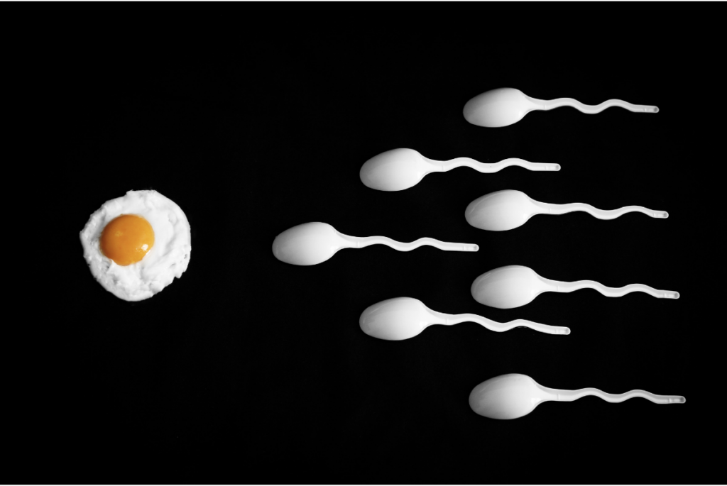 Ovo e espermatozoides