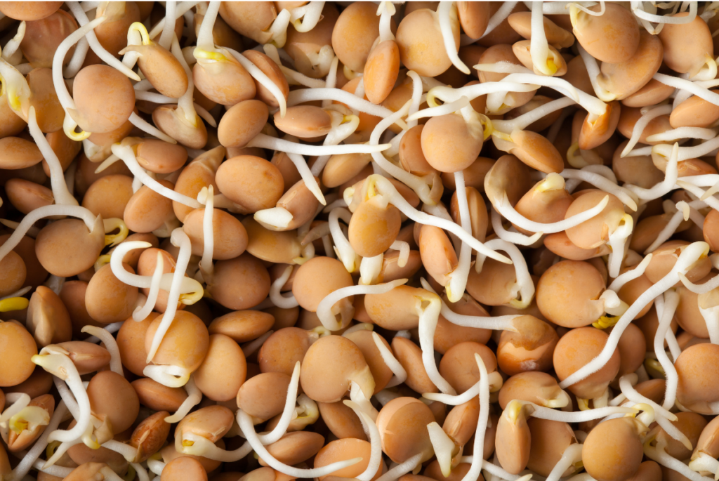 grãos de feijão germinando