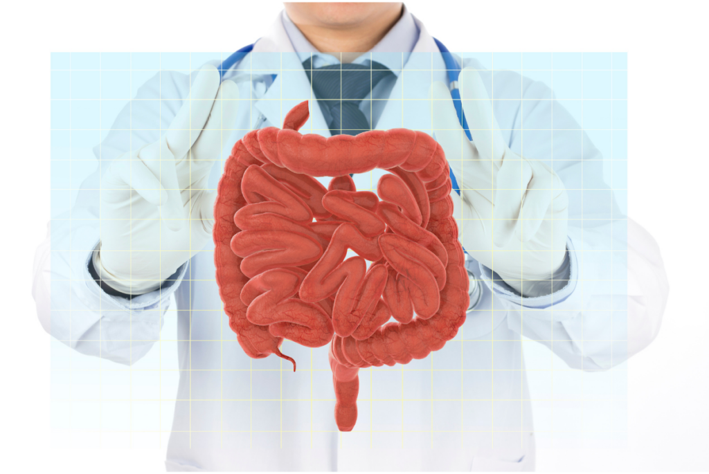 Médico segurando um esquema intestinal