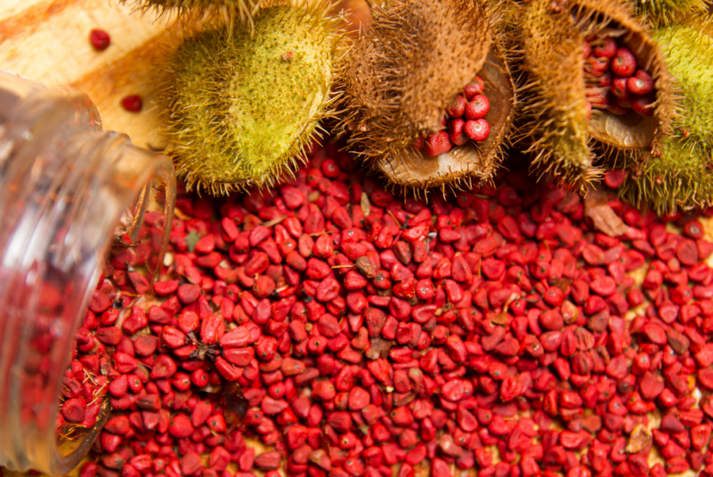 Urucum aberto com suas sementes