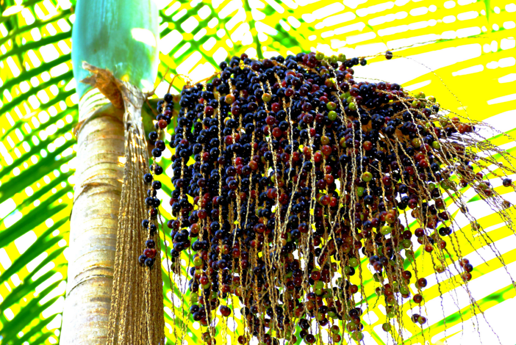 Palmeira de açaí