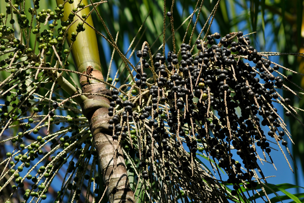 Palmeira de alçaí