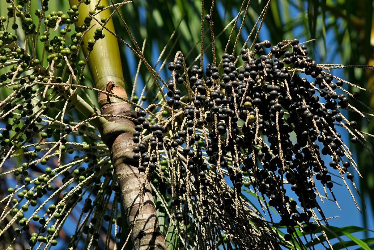 Palmeira de alçaí