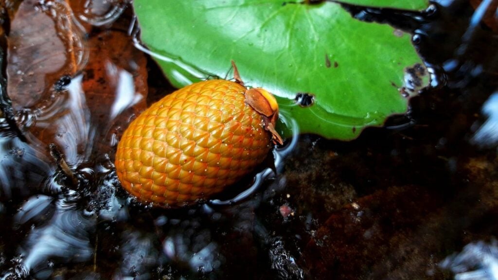 buriti, que é um dos frutos amazônicos quais são