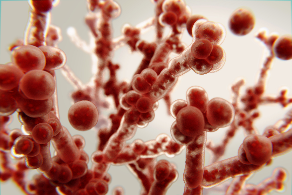 candida albicans no fundo branco