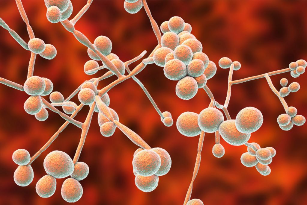 candida albicans no fundo vermelho
