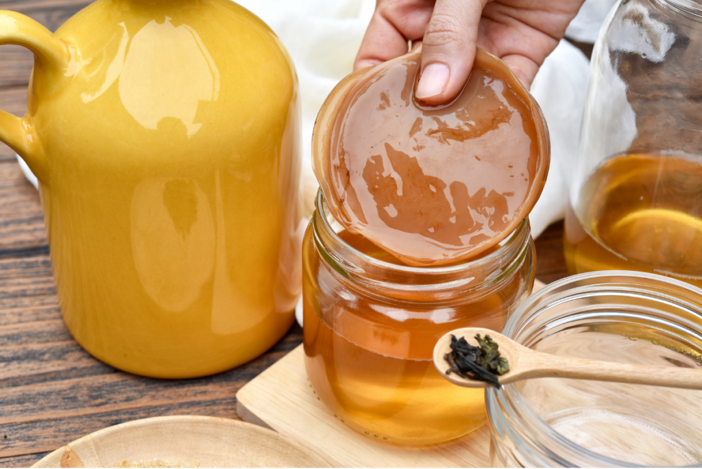 scoby para fazer kombucha
