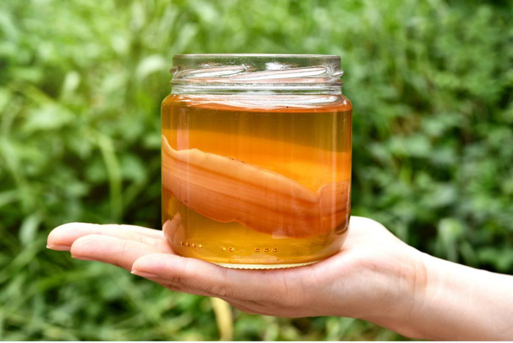 Scoby de kombucha