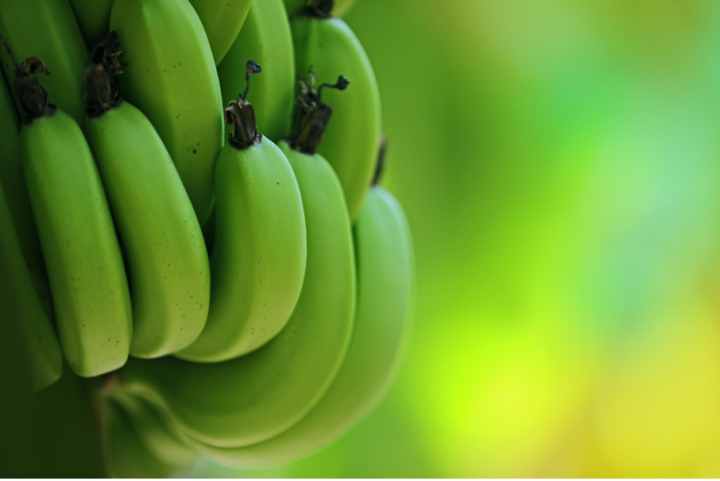 Cacho de banana verde