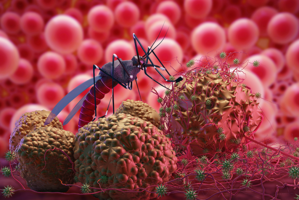 Aedes aegypti do Kiza Virus