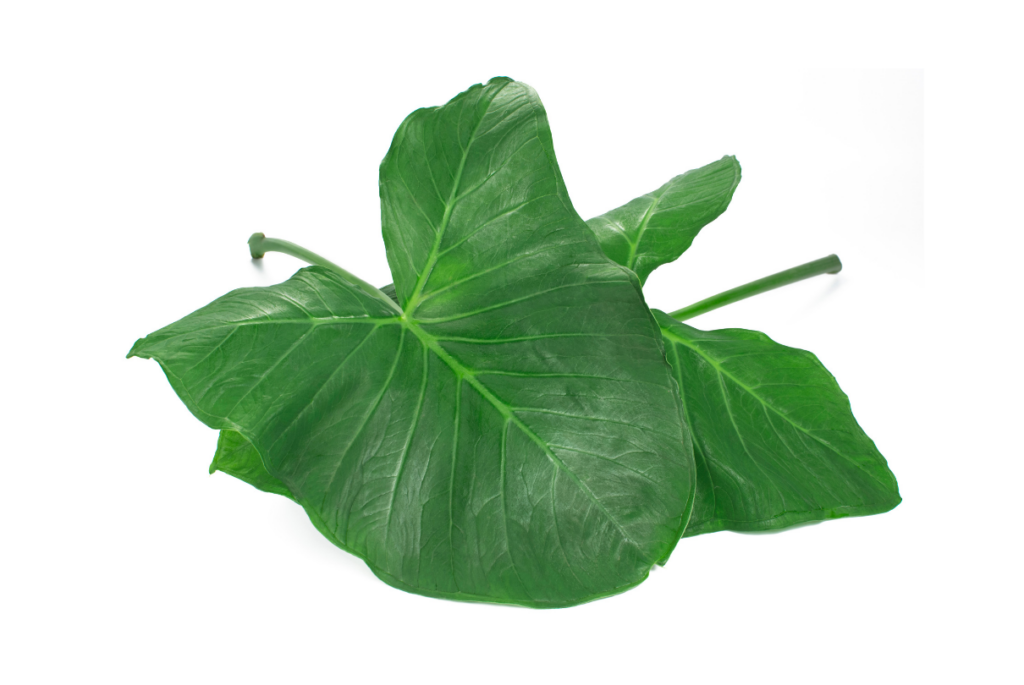 folhas de taioba fundo branco